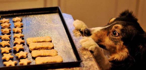 Γιορτινά μπισκοτάκια για τον σκύλο σας!